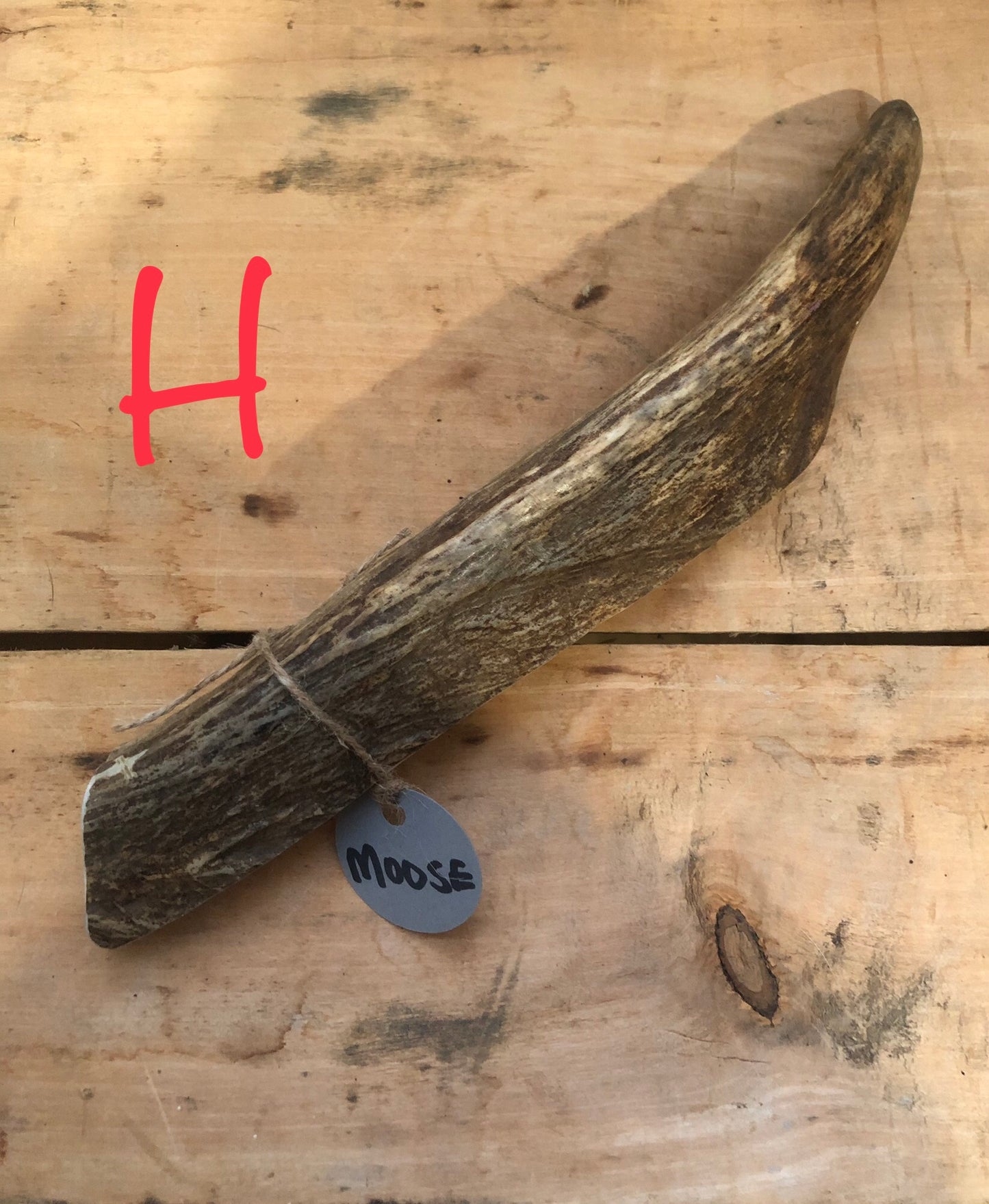 Moose Antler Large