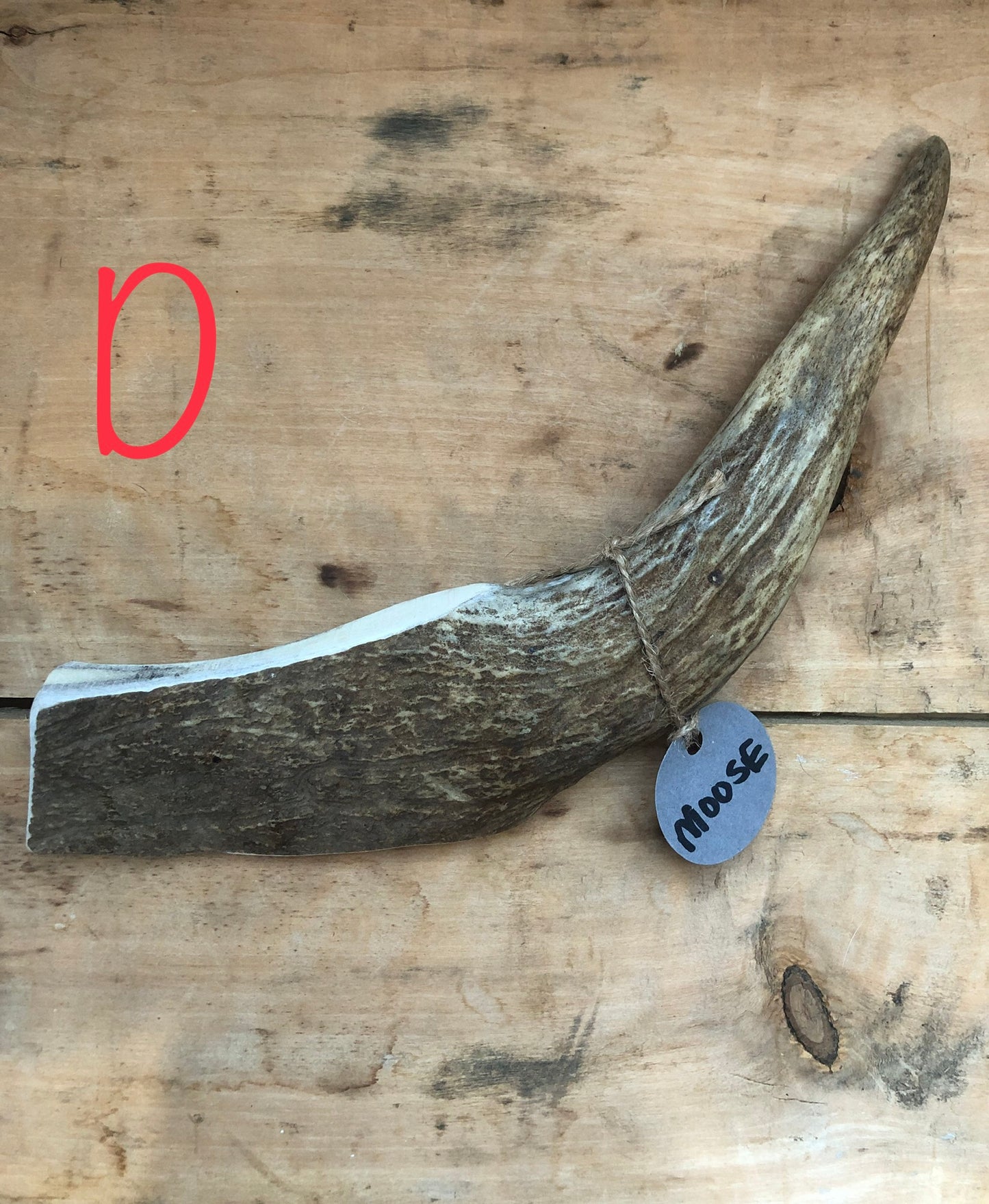 Moose Antler Large