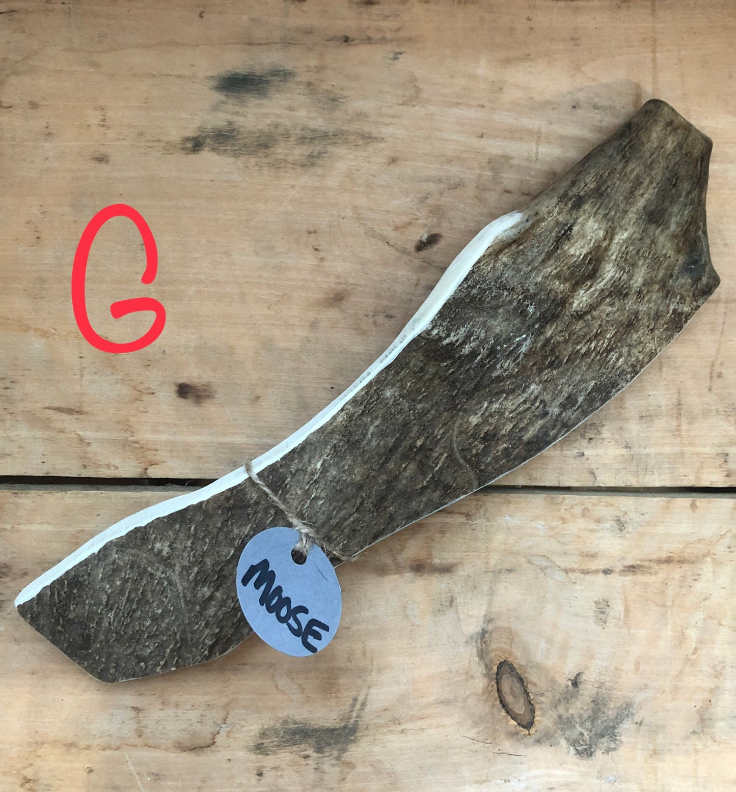 Moose Antler Large