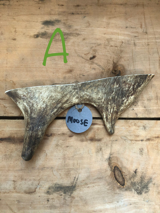 Moose Antler Small