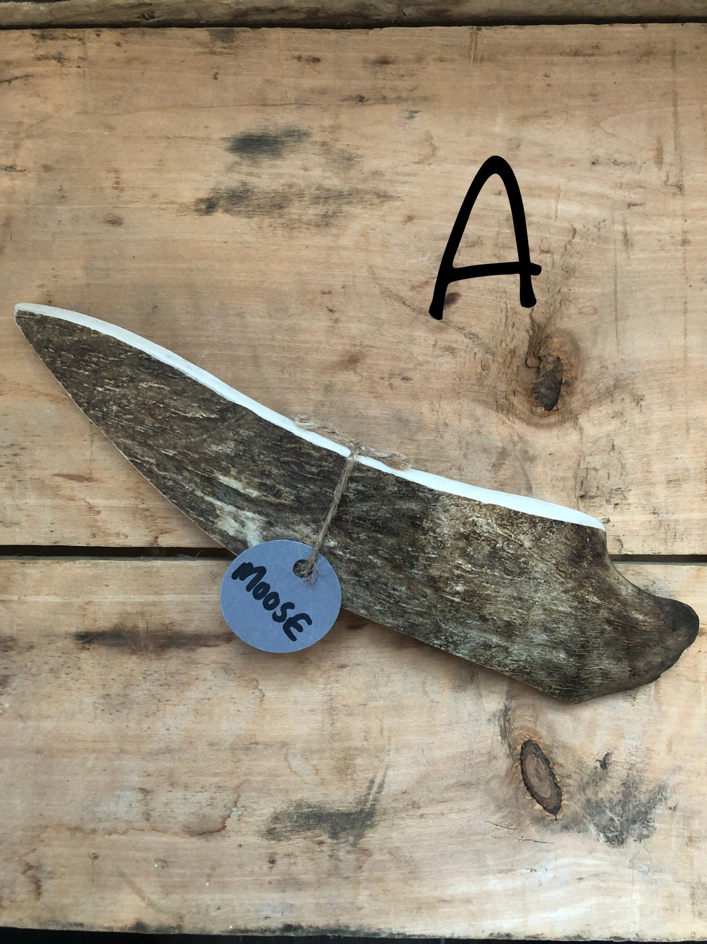 Moose Antler Medium