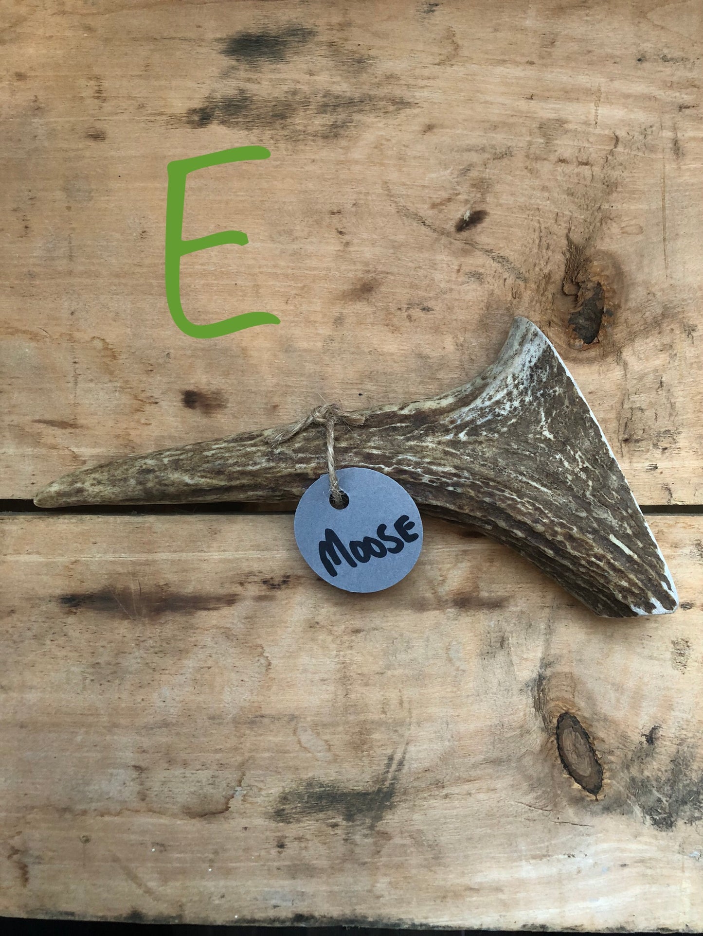 Moose Antler Small