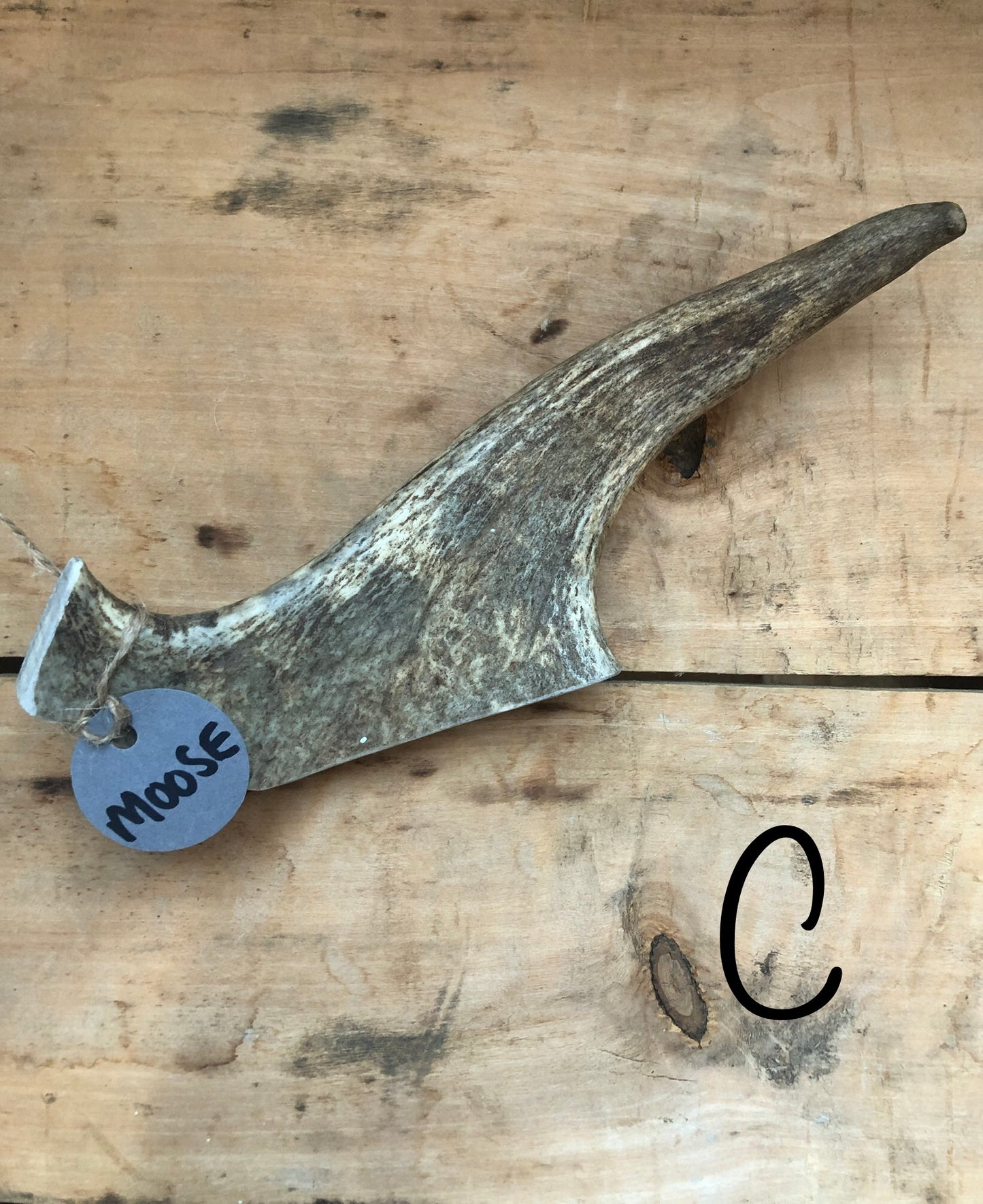 Moose Antler Medium