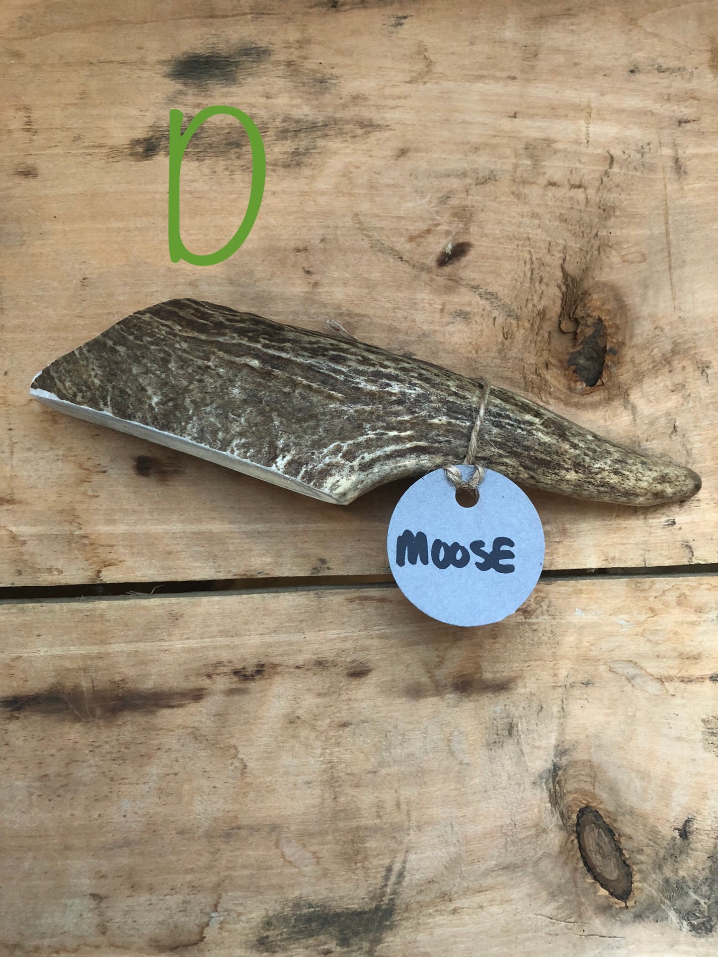 Moose Antler Small