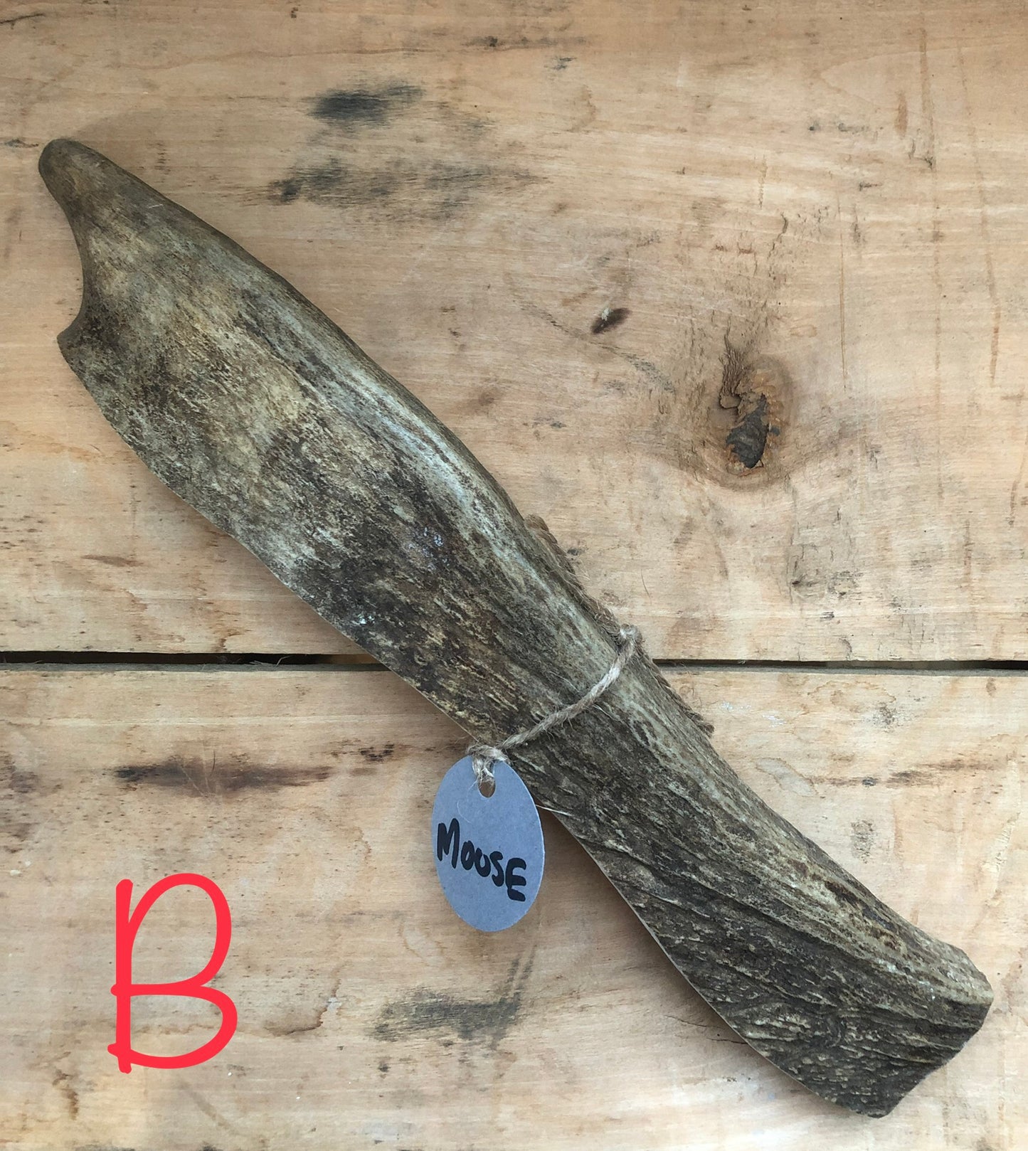 Moose Antler Large